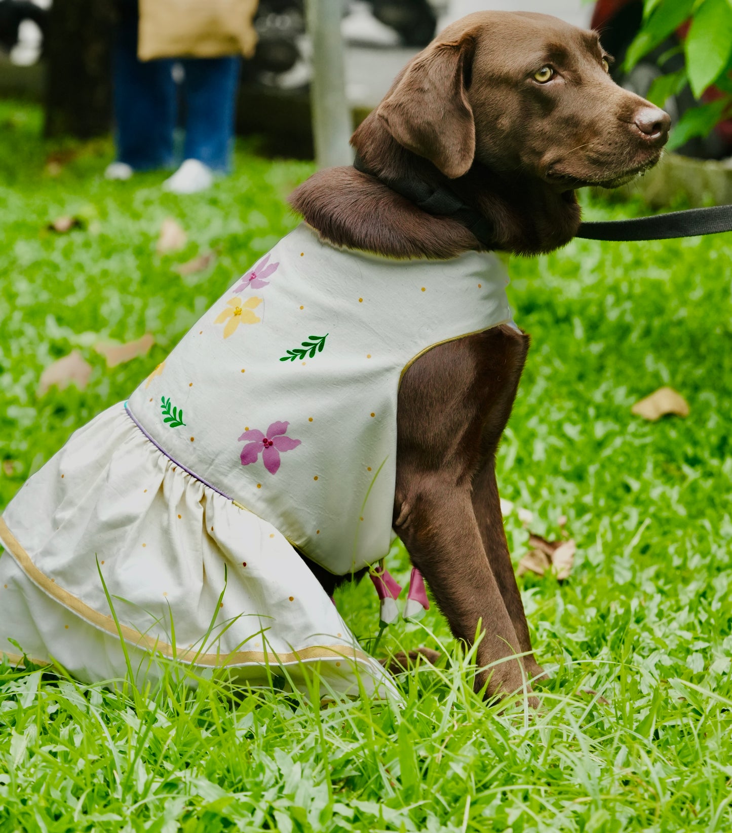Kochupoovu Pet Dress | Onam Kasavu Layered Pet Wear