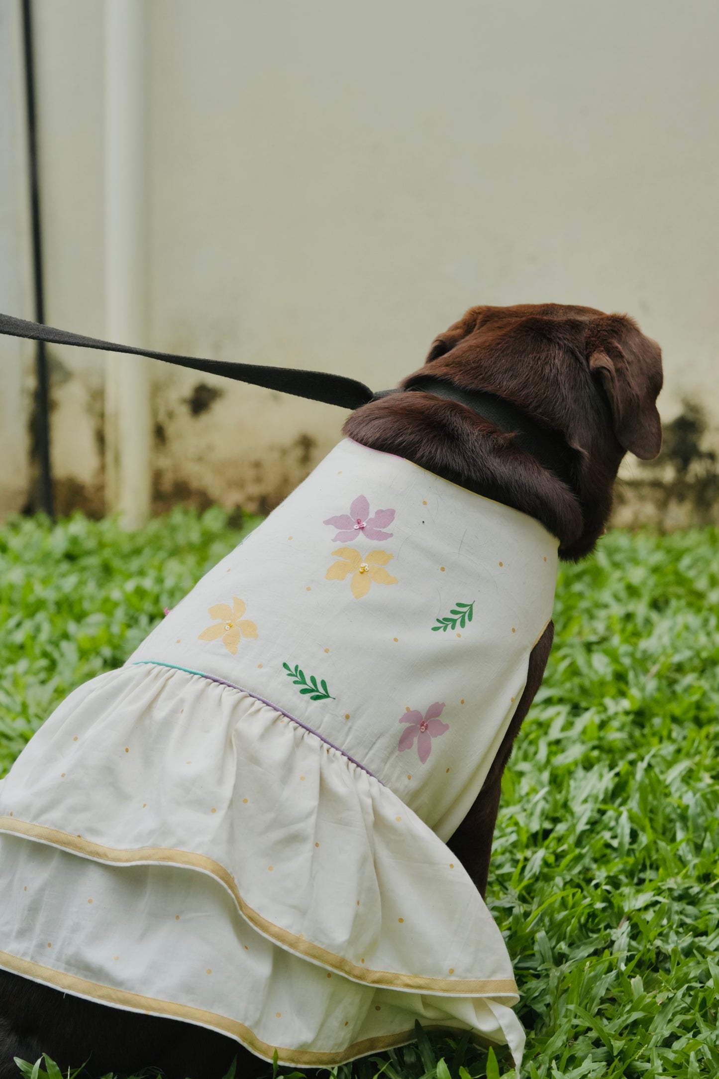 Kochupoovu Pet Dress | Onam Kasavu Layered Pet Wear