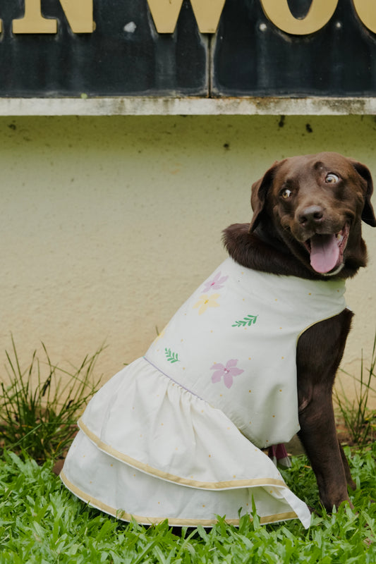Kochupoovu Pet Dress | Onam Kasavu Layered Pet Wear