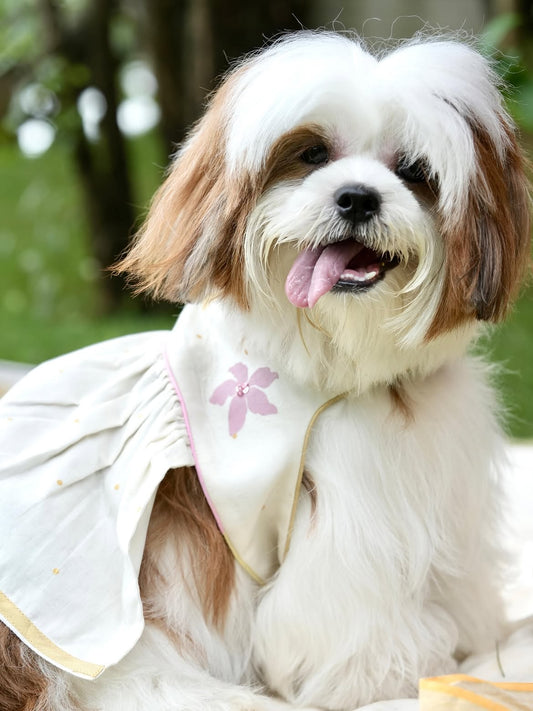 Poomizhi Pet Dress | Manjari Collections