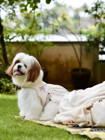 Poomizhi Pet Dress | Manjari Collections