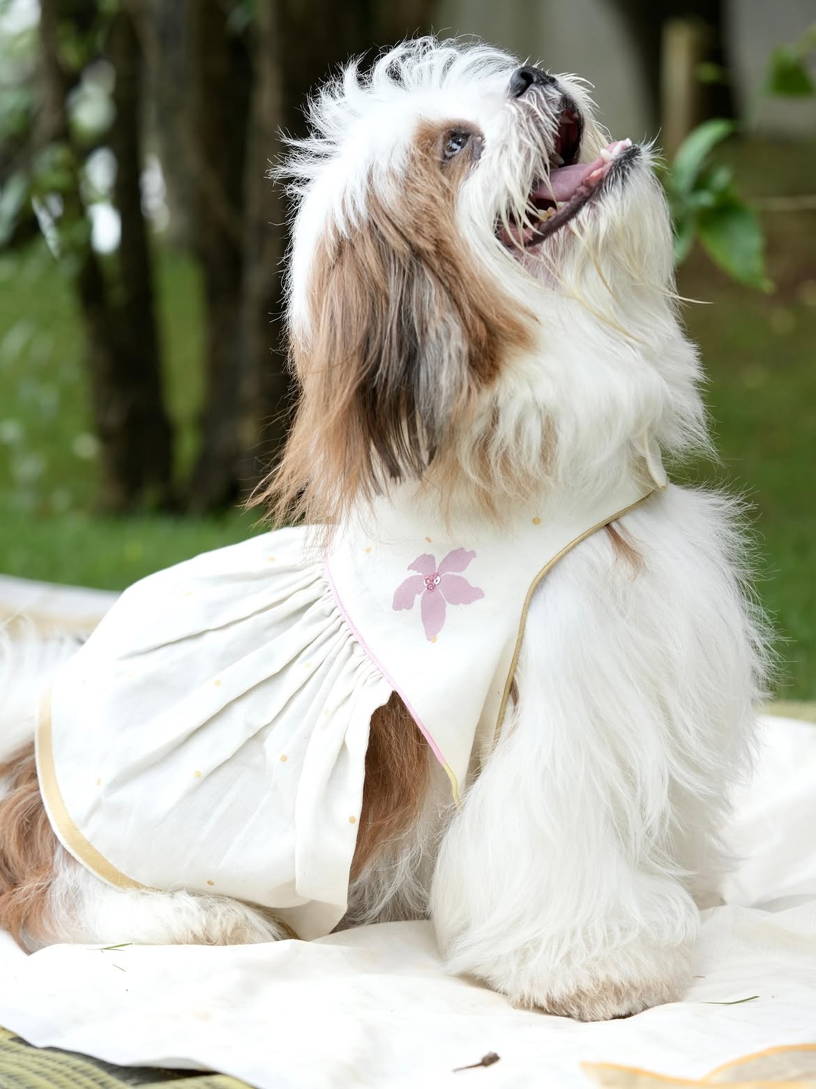 Poomizhi Pet Dress | Manjari Collections