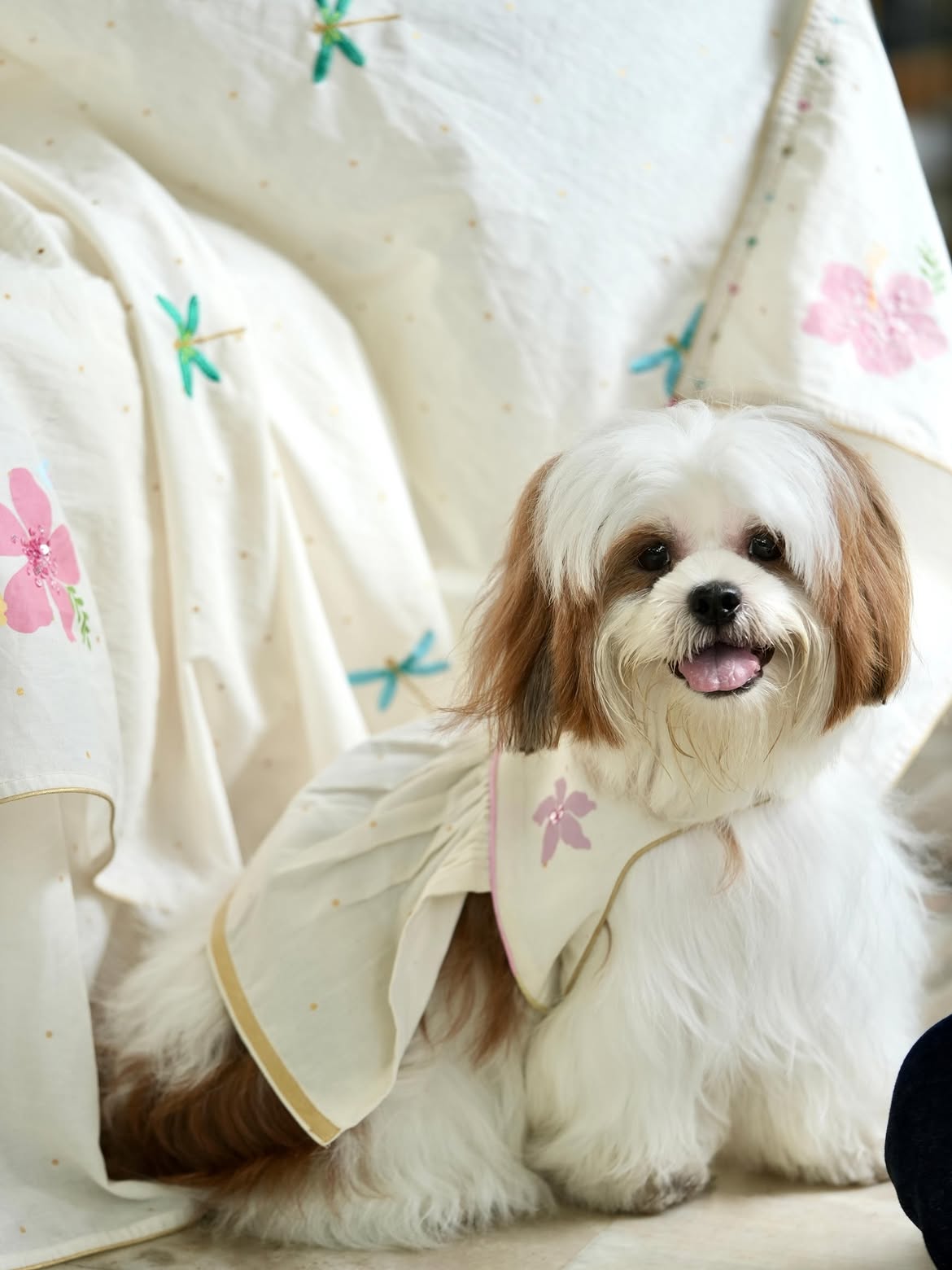 Poomizhi Pet Dress | Manjari Collections